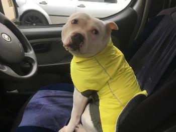 Rescue dog in the driving seat of car 