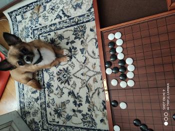 My dog examining  a position in a problem of Go