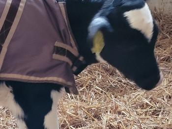 Calf with a calf jacket on as it is cold. 