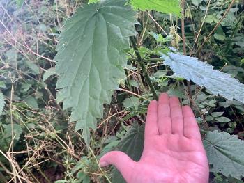 Huuuuge nettle