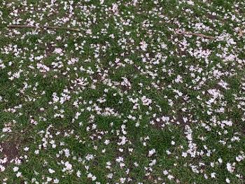 Picture of cherry blossom on the ground 