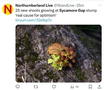 Hadrian’s Wall, Sycamore Gap, New Shoots