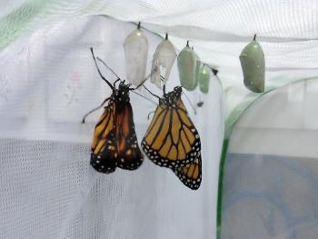 Monarch emerging from their crysalis!