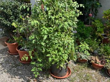 For lovers of the genre:
My potted tomato to the delight of my mother-in-law.