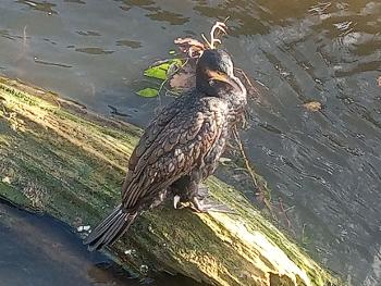 Cormorant on my local river 