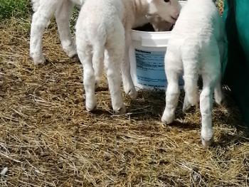 Florence's triplets 1 week old! I've gone bonkers for sheep 😂🤣🐏🐏