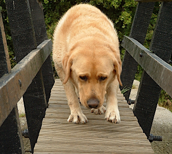 Labrador dog crossing canal footbridge