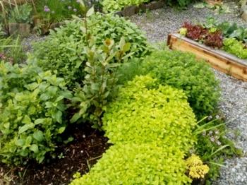 our garden herbs, etc.