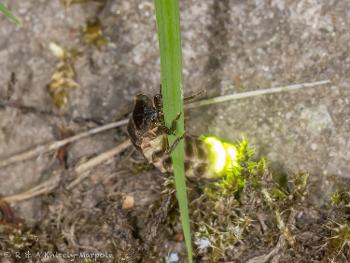 Female glow worm