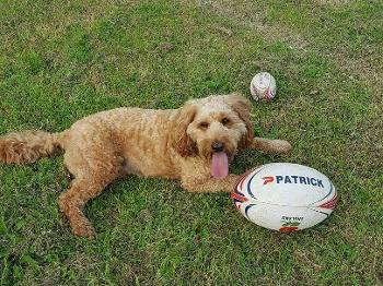 Harvey Cockerpoo