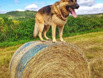 Dog on a big bale of straw 