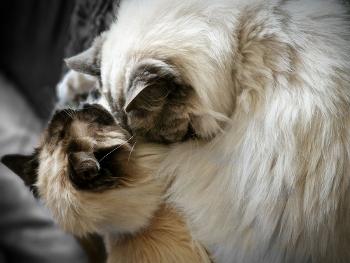 Rufus and Kami
two mature Ragdoll cats cuddling