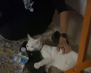 White cat smelling, bitting and hugging a tennis shoes recently used.