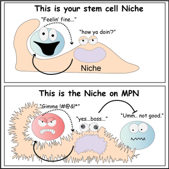 Stem cell niche