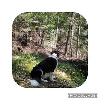 Dog contemplating path blocked by arboreal debris in a French forest