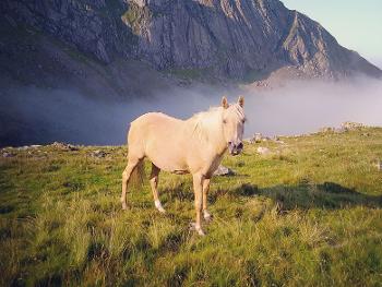 Arab Palomino; her name is Kismet (Turkish for Hope/ Destiny). On a walk up Snowdon