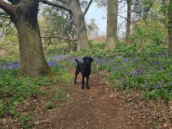 Millie in the bluebells 