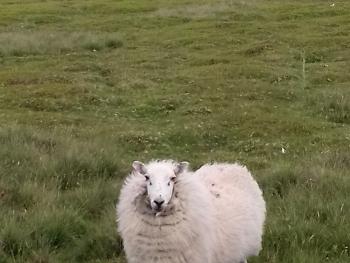 Fluffy sheep on a hillside