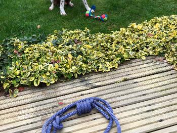 Springer spaniel with rope toy