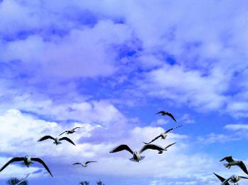 Blue sky with gulls flying