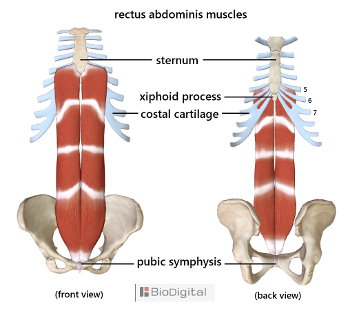 rectus abdominis from pelvis to chest. Attaching to the sternum and lower ribs
