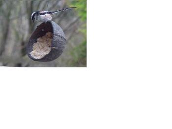 long tailed tit on coconut feeder