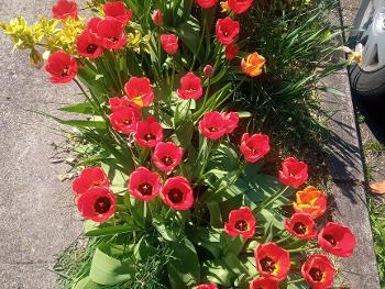 My tulips 