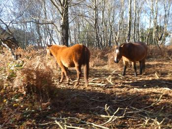 New Forest ponies, a very hardy breed! 