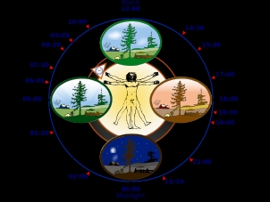 Human body clock - circadian rhythms
