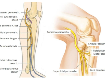 Peroneal nerve