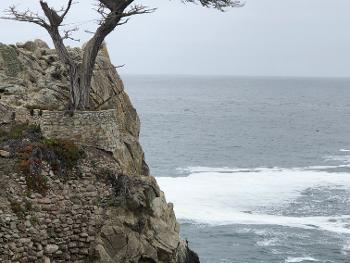 World renowned Lone Cypress Tree, in Pacific Grove, CA, off the coast of Pebble Beach.