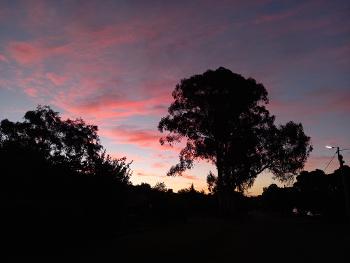 Pink sky at dusk with a large gum tree in shadow