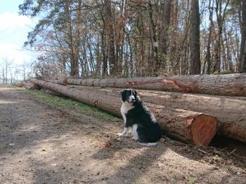 Black and white dog sitting by felled trees