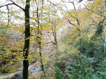 Autumn woodland with a rushing river