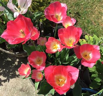 Some of last year’s tulips. 