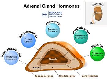 Image of hormones secreted from parts of adrenal gland.