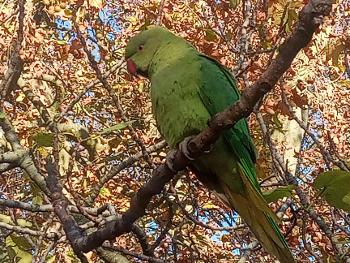 Parakeet in St James Park, London 