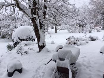 Snowy garden