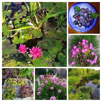 Collage of garden photos with pond with water lilies