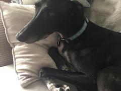 This is Juke my lovely lurcher, very vocal and loyal, never leaves my side.