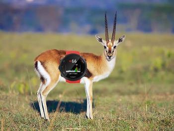 Gazelle in a watch