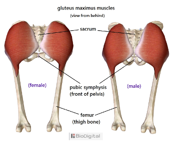 gluteus maximus muscles at the back of the pelvis
