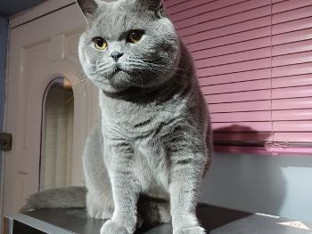 Colour picture of our British Shorthair cat..Hector.