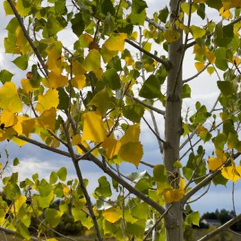 Cottonwood in fall. 