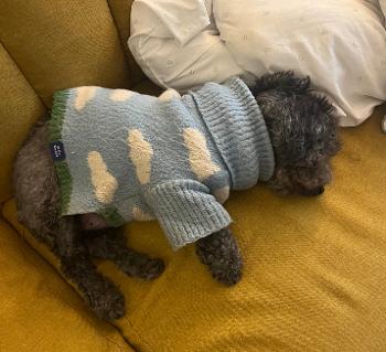 Black mini poodle napping on a yellow couch