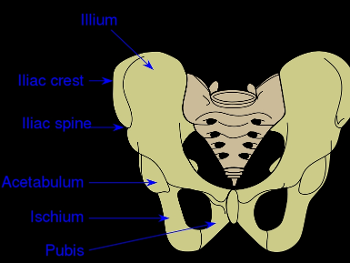 pelvic girdle