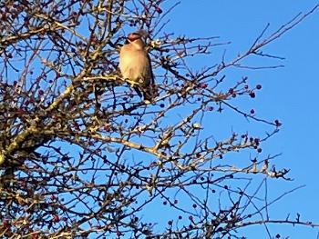 Waxwing in a winter tree against a blue sky