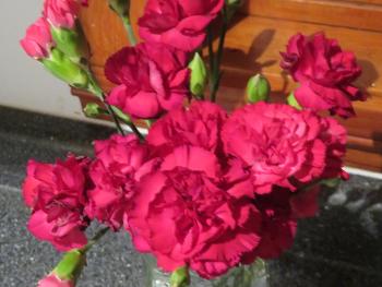Red carnations in a vase