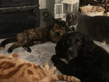 Cats and a dog by the fire 