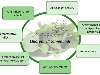 Healthful Effects Of Chlorophyll